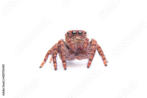 jumping spider isolated on white background.