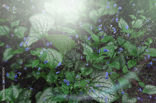 green grass with blue flowers in the garden. brunner photo