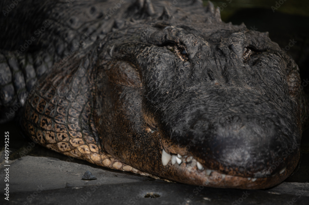 Fototapeta premium Alligator