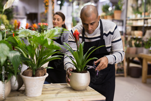 Positive man cuts the leaves of flowers with scissors at flower shop