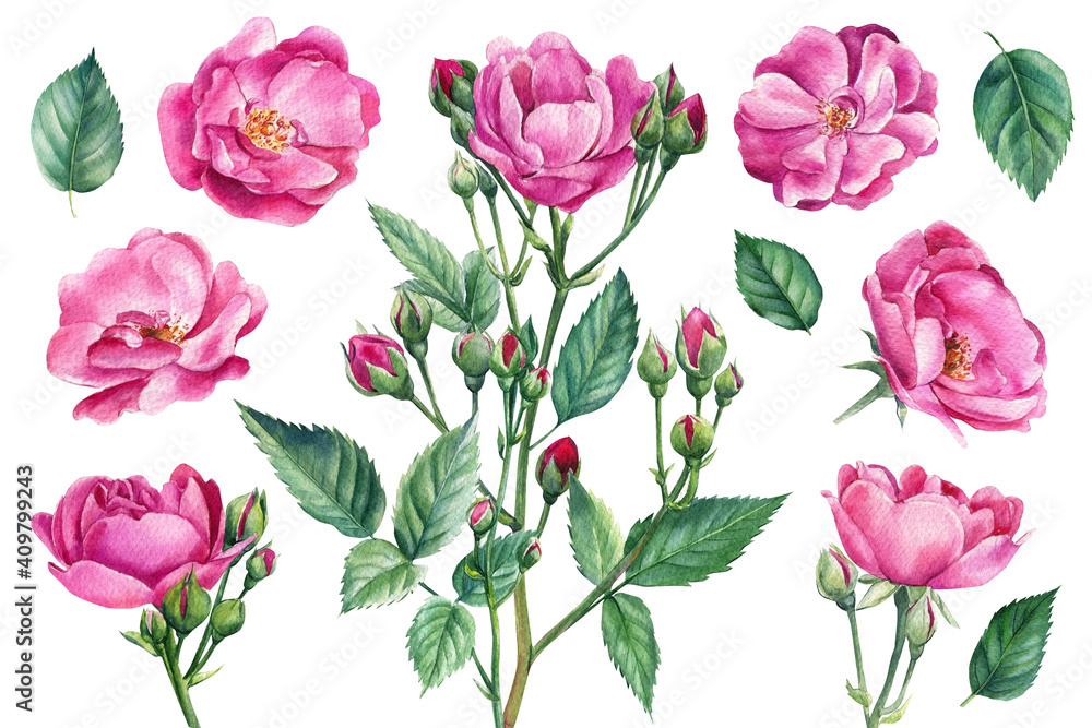 Set of pink roses, buds, leaves on white isolated background, watercolor botanical illustration