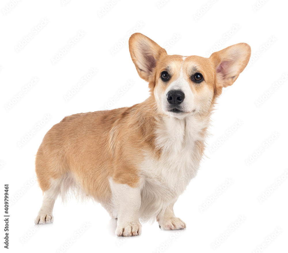 young Pembroke Welsh Corgi young Pembroke Welsh Corgi