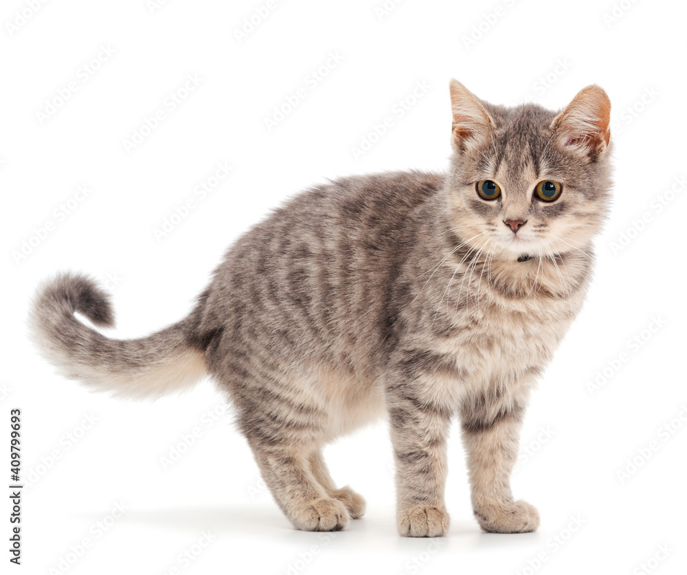 Obraz premium Small gray kitten.