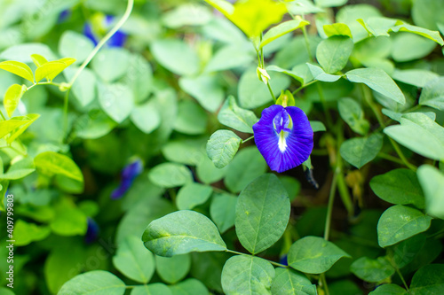 The most beautiful purple pea flower 