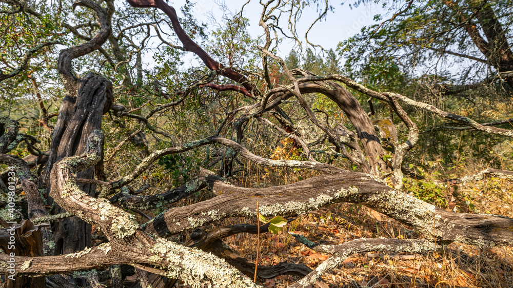 Old, dry, crumpled tree against a blurry forest background, selective focus Old, dry, crumpled tree against a blurry forest background, selective focus