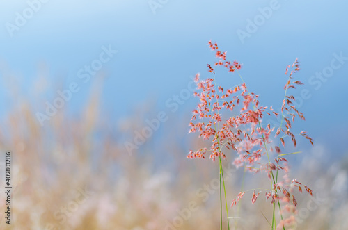 Blurred focus of Rose Natal grass with blurry brown and blue color background from dry leaves and water from the lake. photo