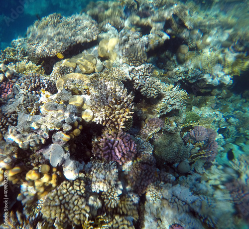 Tropical coral reef. Ecosystem and environment. Egypt. Near Sharm El Sheikh