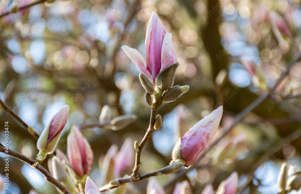 Obraz premium branch with unopened buds of pink-white magnolia bloom in early spring