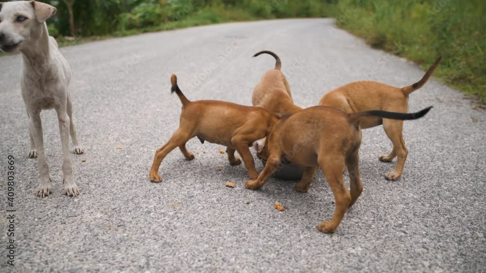 Homeless puppies eating from one bowl in Asia. Feeding street dogs in Thailand. Hungry puppies eating from one bowl Homeless puppies eating from one bowl in Asia. Feeding street dogs in Thailand. Hungry puppies eating from one bowl