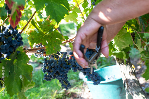 main de vendangeur qui coupe une grappe de raisin avec un sécateur par une journée ensoleillée