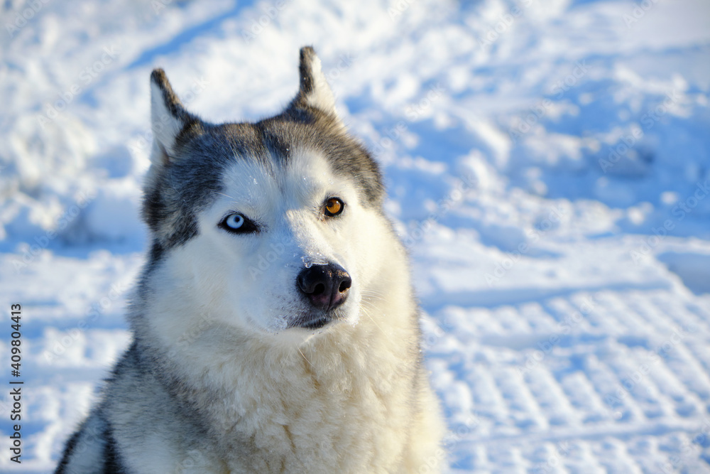 Beautiful dog, Siberian Husky breed muzzle close-up in winter on a bright sunny day.