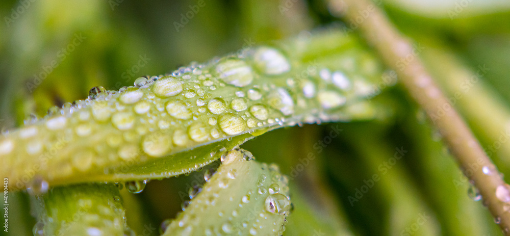 Fototapeta premium Tautropfen - Wassertropfen auf grünem Blatt