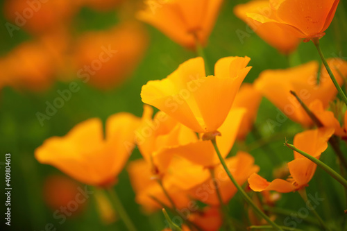 Orange meadow flowers on a green background. Blue cornflower among orange wildflowers. Summer mood. Heat, nature, meadows and forests. Bright colors, orange, blue and green.