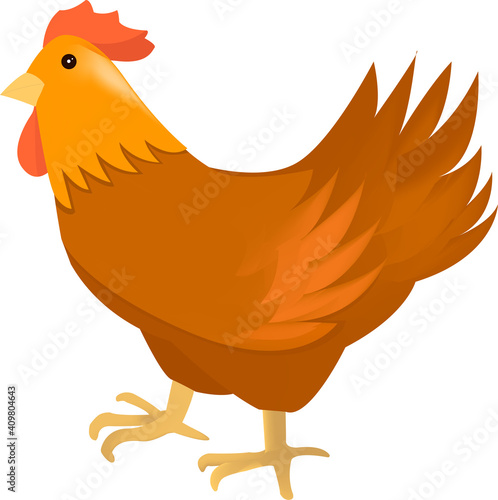Brown isolated chicken
