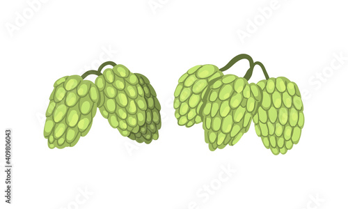 Hop Cone Plants Set, Hops on Branches, Humulus Lupulus, Brewery Industry Products Design Cartoon Style Vector Illustration