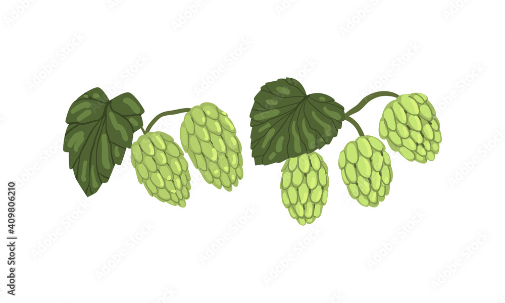 Hops on Branch with Leaves Set, Humulus Lupulus, Brewery Industry Products Design Cartoon Style Vector Illustration Hops on Branch with Leaves Set, Humulus Lupulus, Brewery Industry Products Design Cartoon Style Vector Illustration