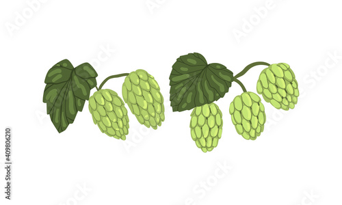 Hops on Branch with Leaves Set, Humulus Lupulus, Brewery Industry Products Design Cartoon Style Vector Illustration