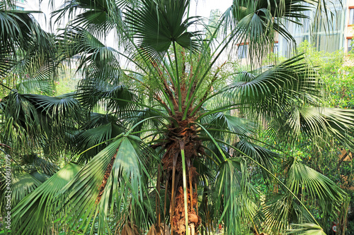 Palms in tropical botanical garden  South China