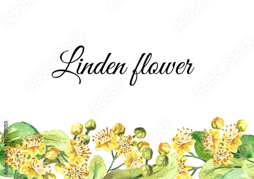 Fresh linden flowers and leaves card. Hand drawn watercolor illustration isolated on white background