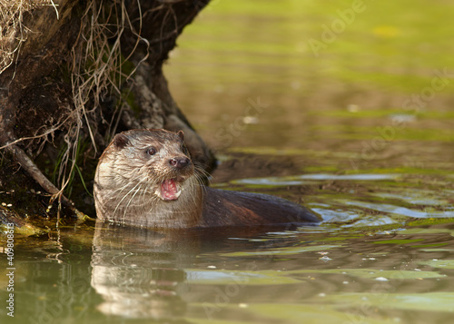 Portrait of wild European Otter, Lutra lutra with fish in mouth. Otter eating fish, staring directly at camera. Low angle photo, spring time, Europe. 