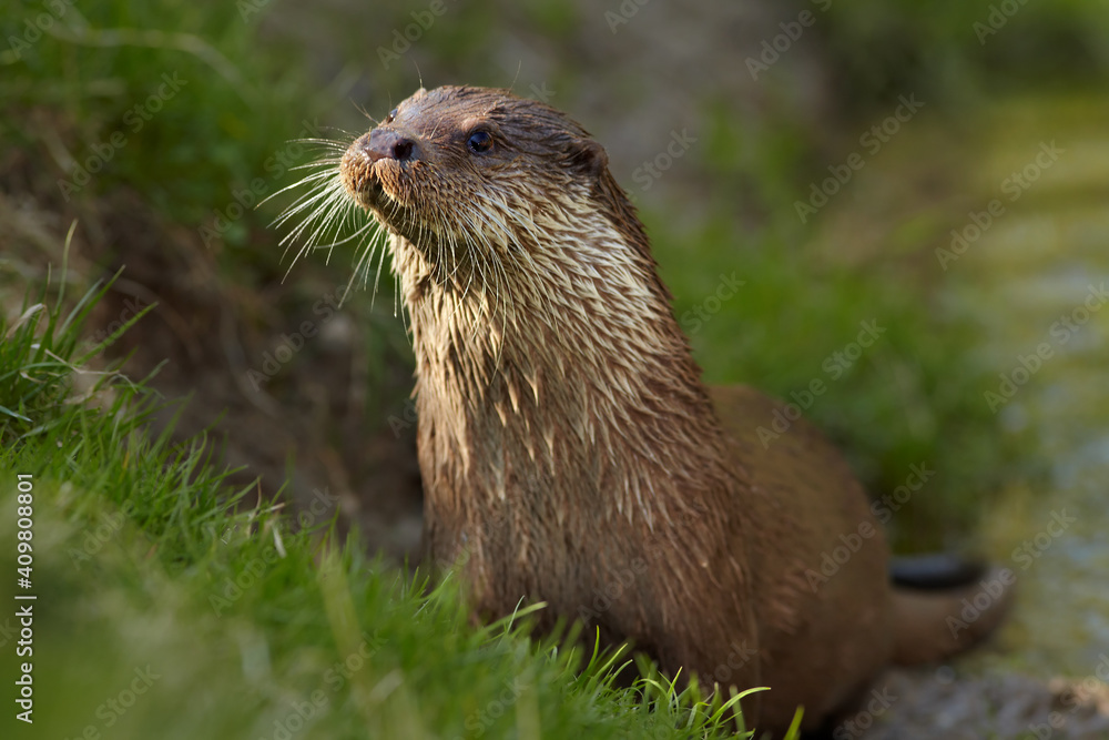 Portrait of wild European Otter, Lutra lutra. Otter in its natural environment. Low angle photo, spring time, Europe. Portrait of wild European Otter, Lutra lutra. Otter in its natural environment. Low angle photo, spring time, Europe.