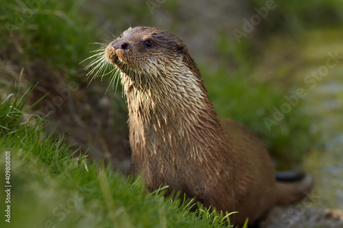 Portrait of wild European Otter, Lutra lutra. Otter in its natural environment. Low angle photo, spring time, Europe.