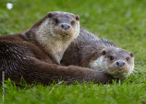 Portrait of two wild  European Otters, Lutra lutra against green spring meadow. Otters staring directly at camera. Low angle photo, spring time, Europe. photo