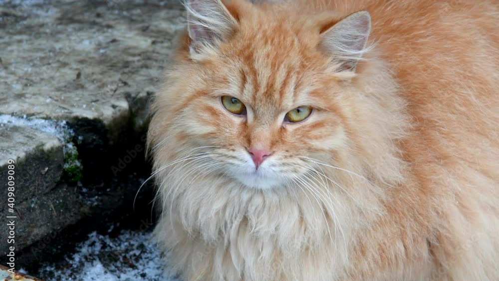 The eyes of a Red cat. The look of a funny feline animal. The eyes of a Red cat. The look of a funny feline animal.