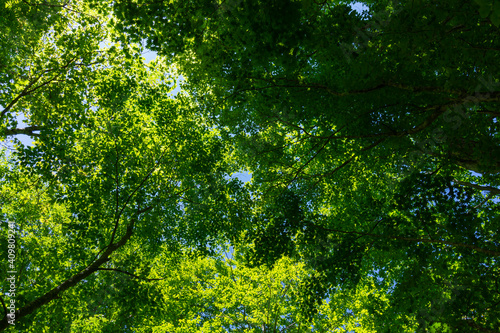 新緑のブナの林 © zikko2020