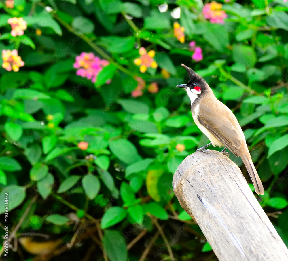 Robin Robin