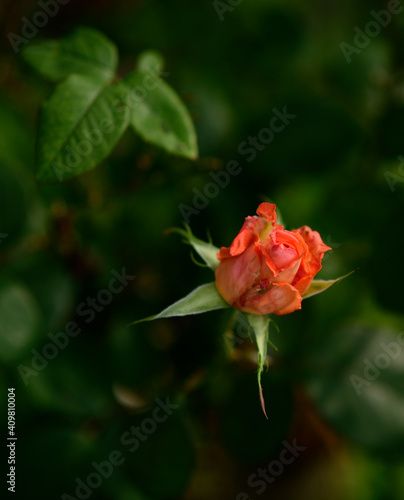 orange rose © Kishore