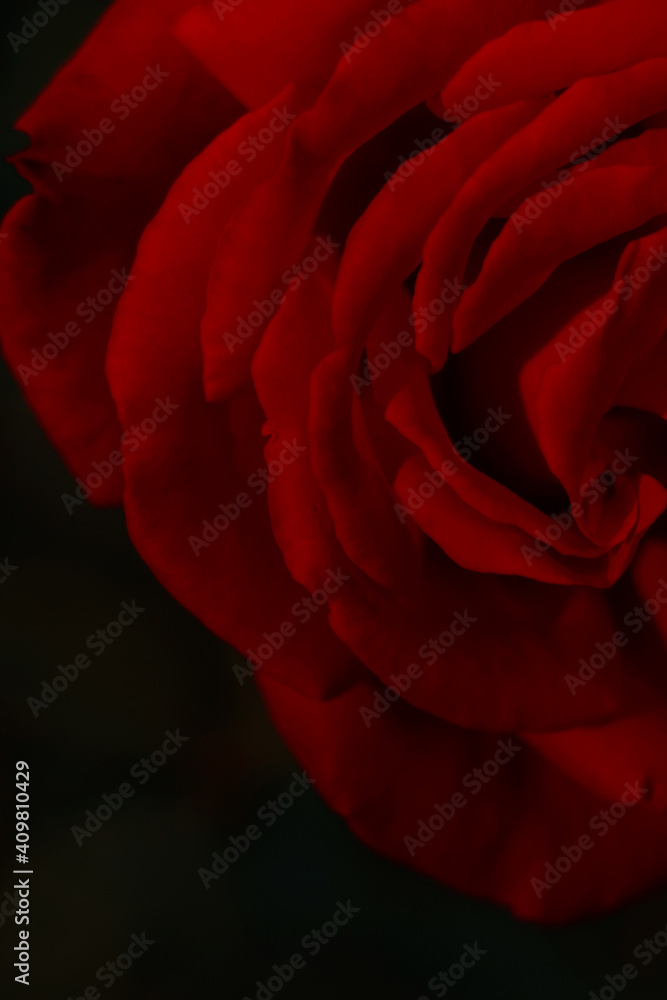 Naklejka premium closeup of beautiful red rose on dark background