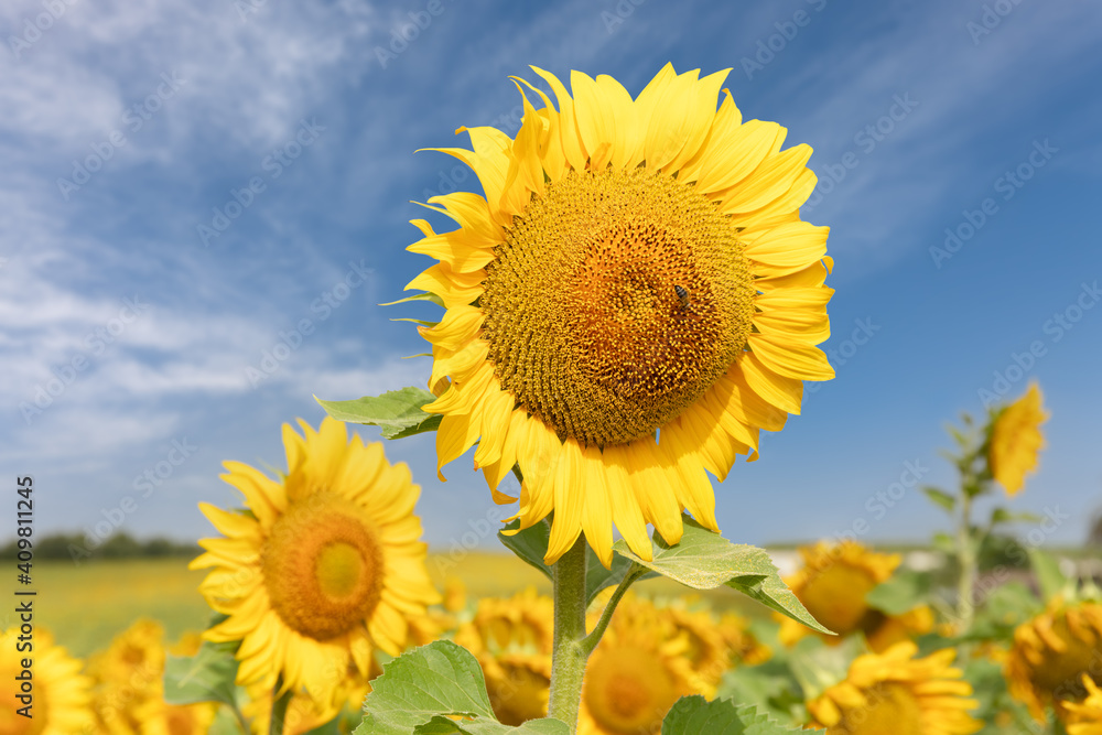 Close up of a beautiful sunflower in a field in Andalusia in Spain with sunshine and a blue cloudy sky .. There is a bee on the flower. The background is out of focus with nice bokeh. Close up of a beautiful sunflower in a field in Andalusia in Spain with sunshine and a blue cloudy sky .. There is a bee on the flower. The background is out of focus with nice bokeh.
