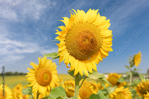 Close up of a beautiful sunflower in a field in Andalusia in Spain with sunshine and a blue cloudy sky .. There is a bee on the flower. The background is out of focus with nice bokeh.