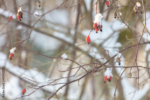 Dry rose hips under the snow.