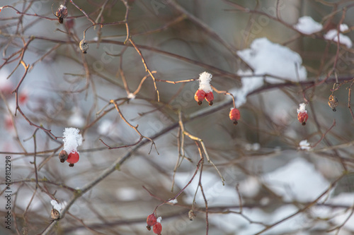 Dry rose hips under the snow.
