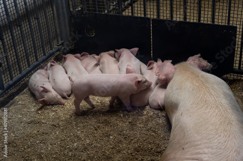 bums and backsides of little piglets sleeping together after suckling their mother inside industrial pen at farm
