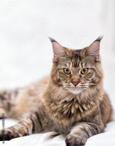 Gorgeous cats and Maine Coon cats © Irina