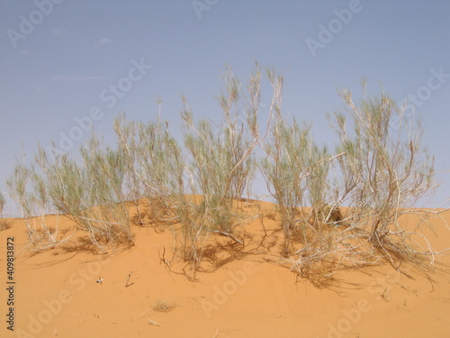 Wallpaper Mural plants in the desert Torontodigital.ca