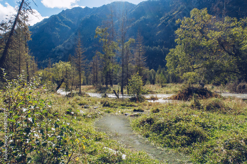 River flowing in the forest among trees and green lush bushes. Flooded mountain valley. Kucherla river in Belukha national park, Altai Mountains, Siberia, Russia