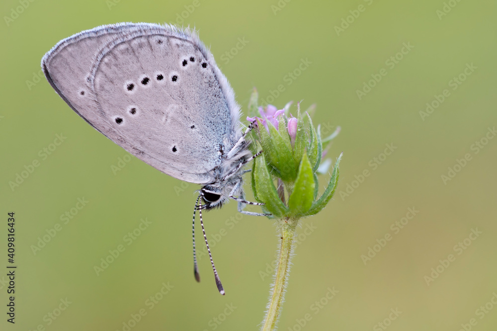 custom made wallpaper toronto digitalCupido minimus