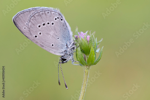 Wallpaper Mural Cupido minimus Torontodigital.ca
