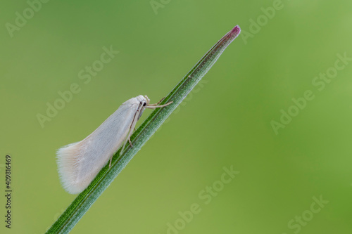 Elachista argentella photo