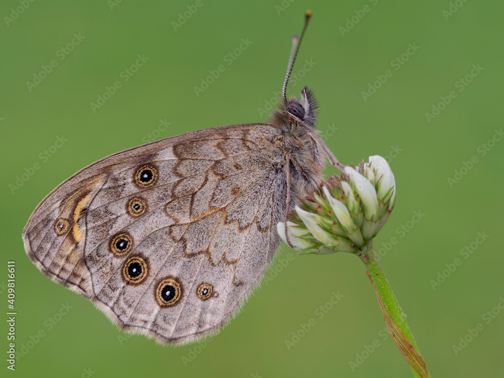 Obraz premium Lasiommata maera