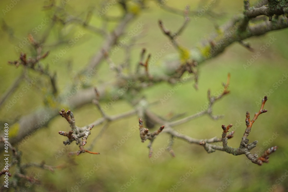 branches of a old dry pear tree in blurred green grass background. branches of a old dry pear tree in blurred green grass background.