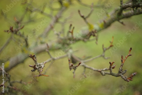 branches of a old dry pear tree in blurred green grass background.