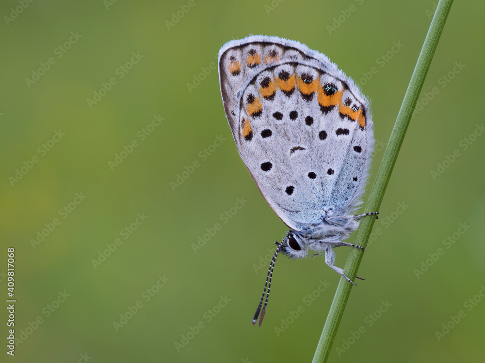 Obraz premium Plebejus argus