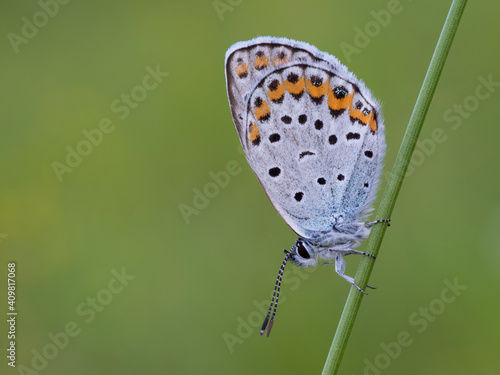 Wallpaper Mural Plebejus argus Torontodigital.ca