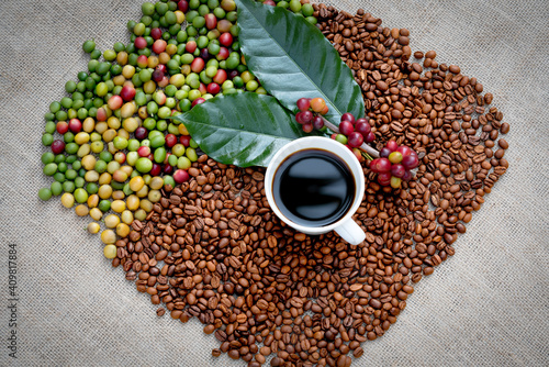 Raw or ripe red branch of Arabica and Robusta and organic coffee berries beans on tree. Farmer crop fruit at farm in Java. Coffee tree the plantations field background concept