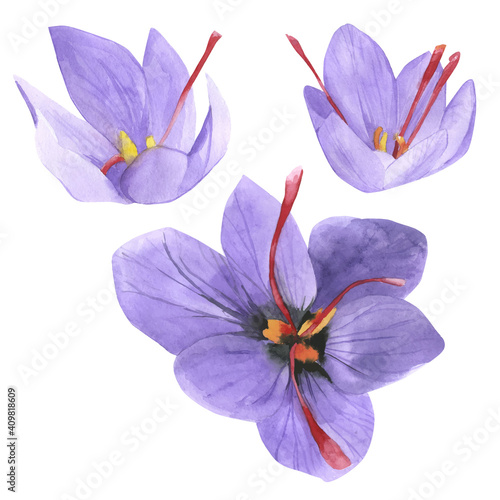 Shafran watercolor vector illustration. Crocus purple flowers collection.  Summer garden with saffron.